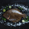Turbot
