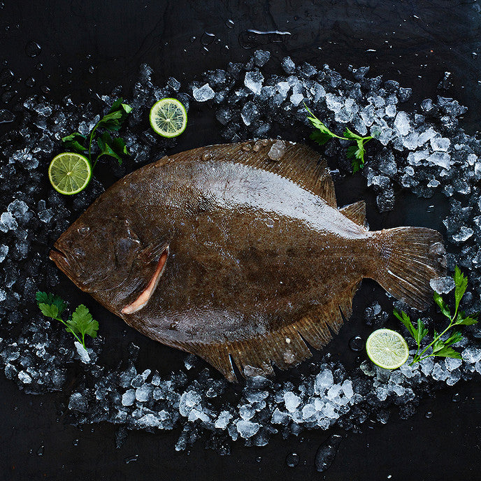 Turbot