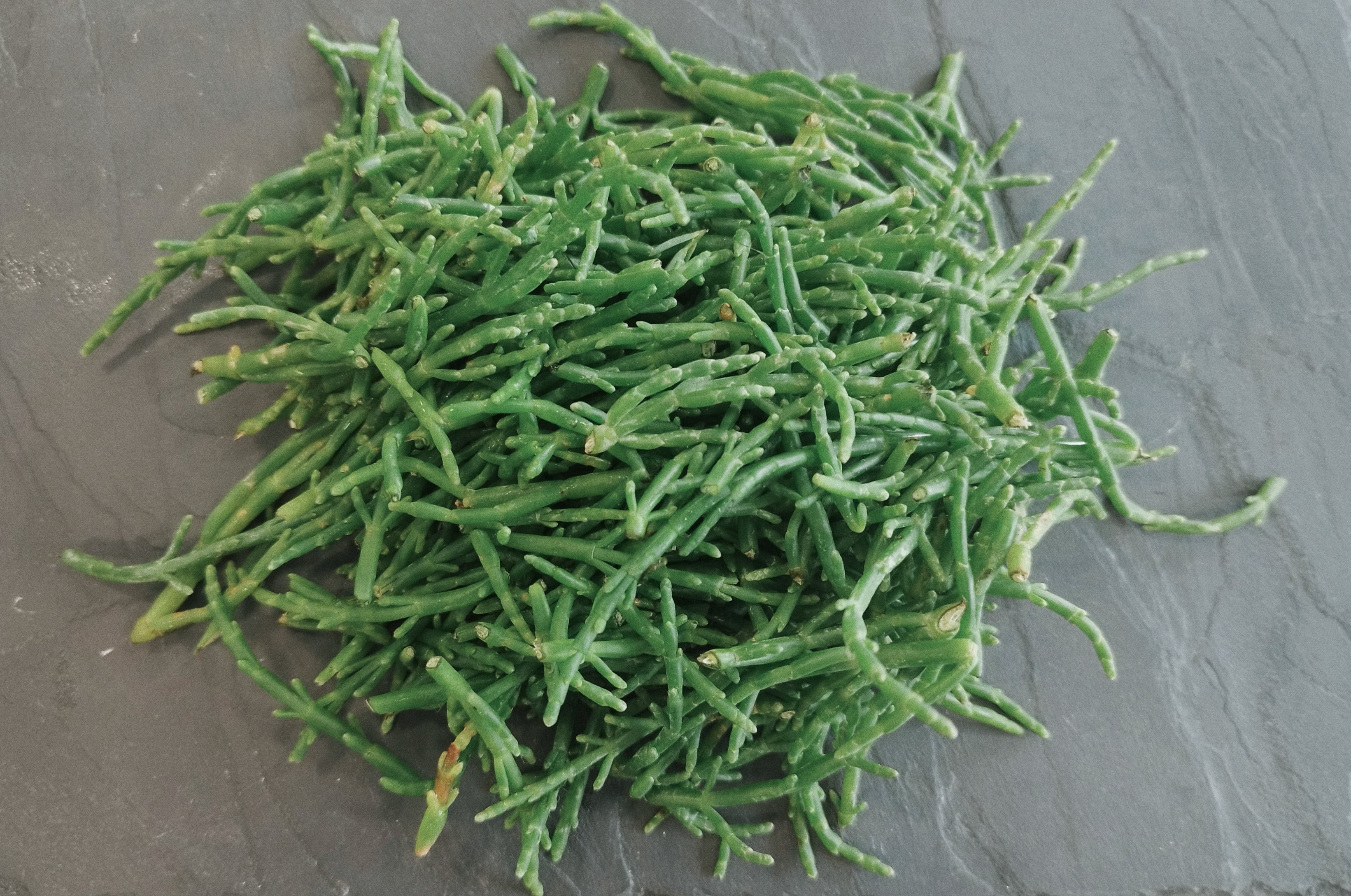 Salicorne
